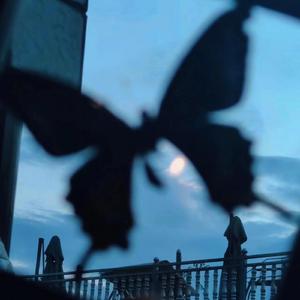 欧美一区二区A片视频
